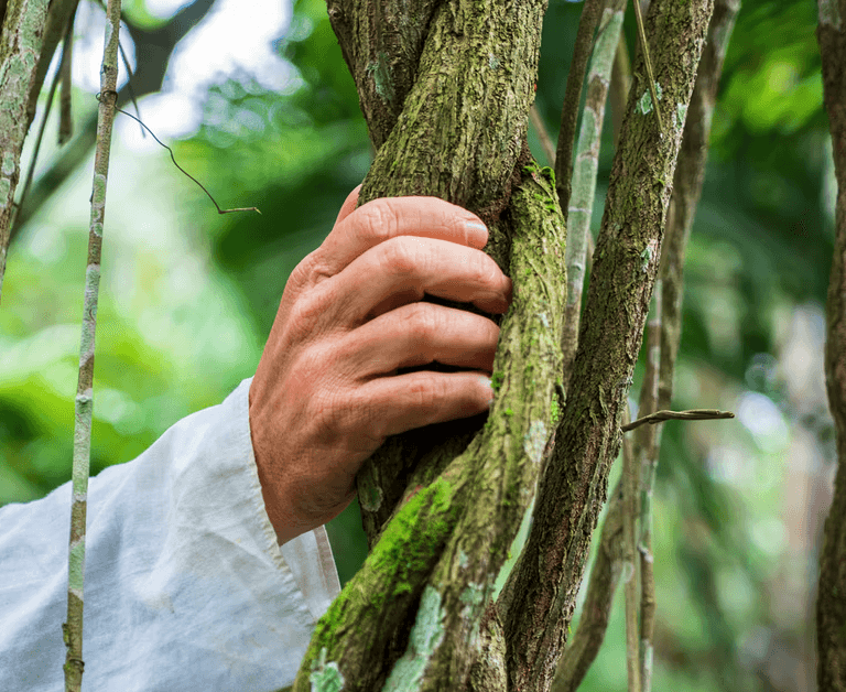 Sacred plants grown on our land