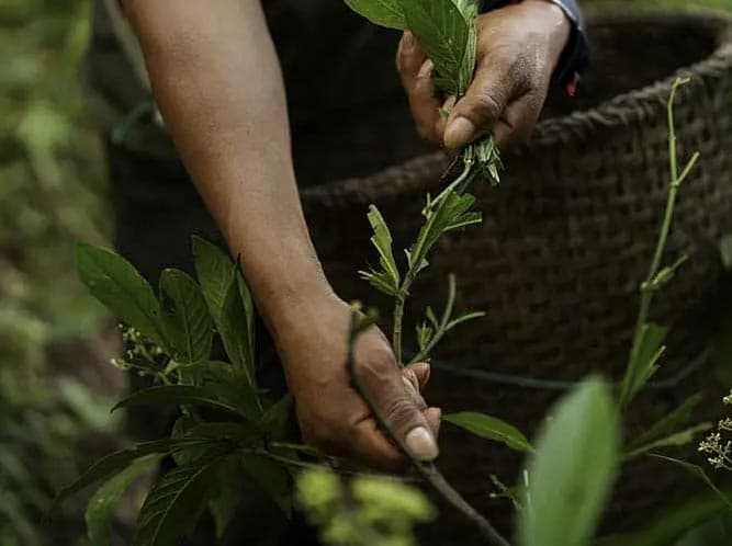 Harvesting sacred plants